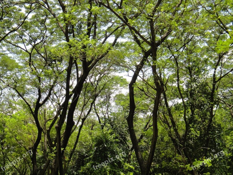 Trees Root Nature Beautiful Tropic