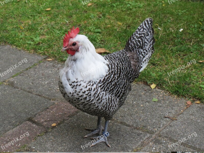 Haan Chicken Animal Animals Free Photos