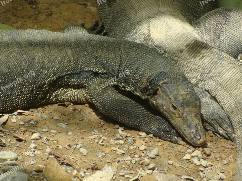 Monitor Lizard Creeping Things Scaly Free Photos