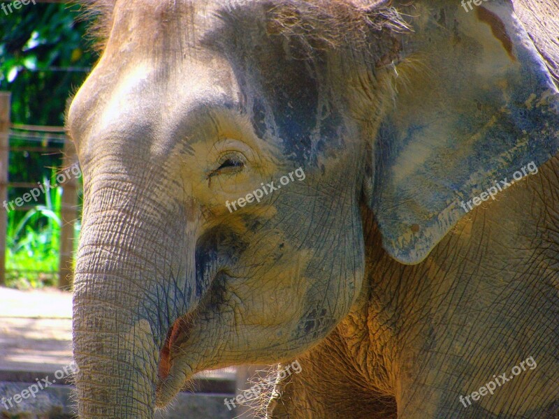 Animals Elephant Snout Zoo Free Photos