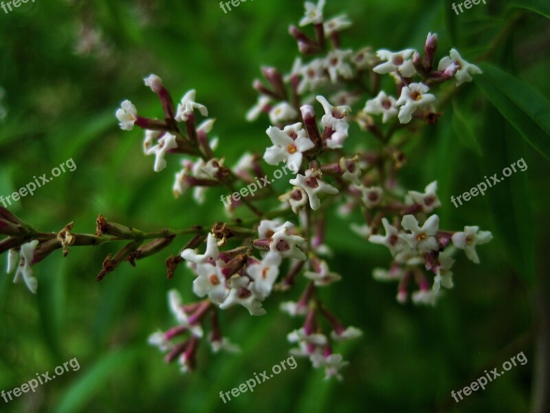 Lemon Verbena Flowers Flowers White Dainty Herb