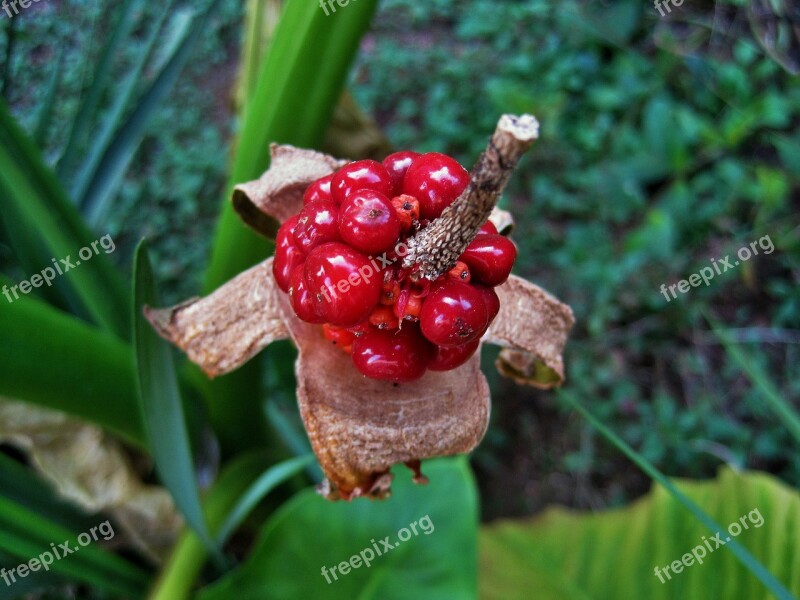 Elephant Ear Seeds Seeds Germinating Red Shiny