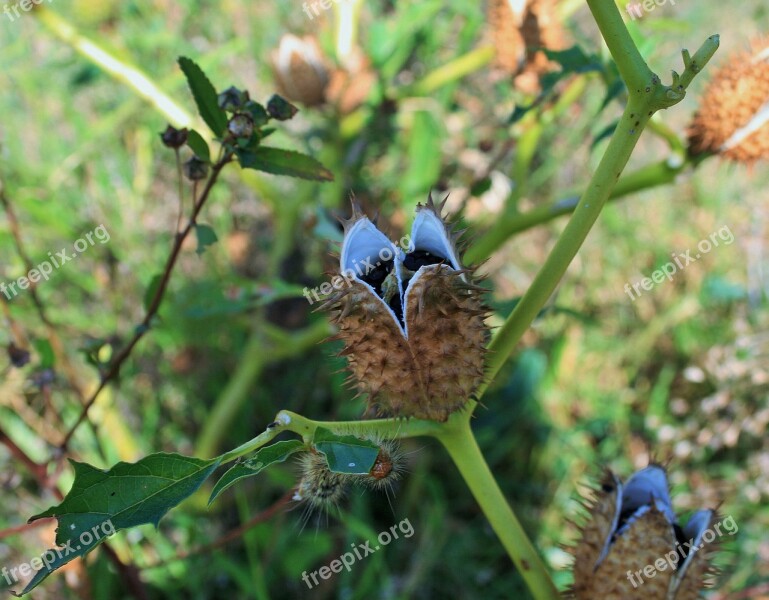 Datura Weed Jimson Weed Devil's Snare Weed Toxic