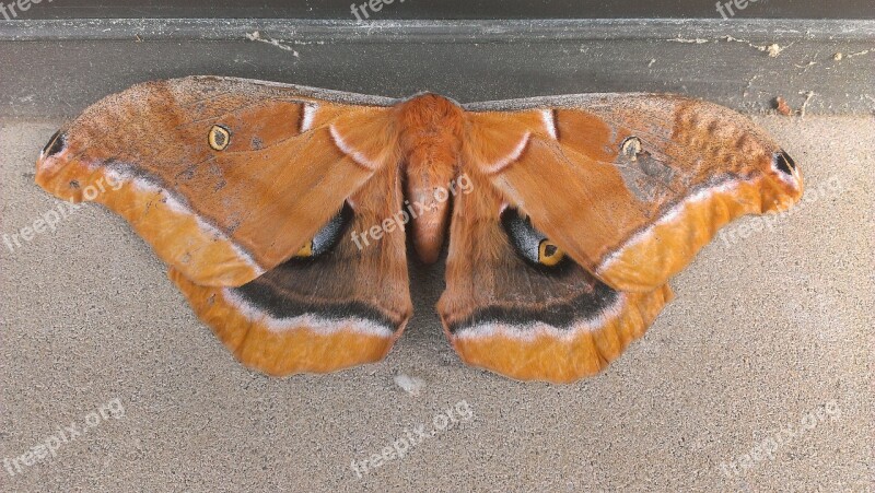 Moth Butterfly Insect Nature Wing