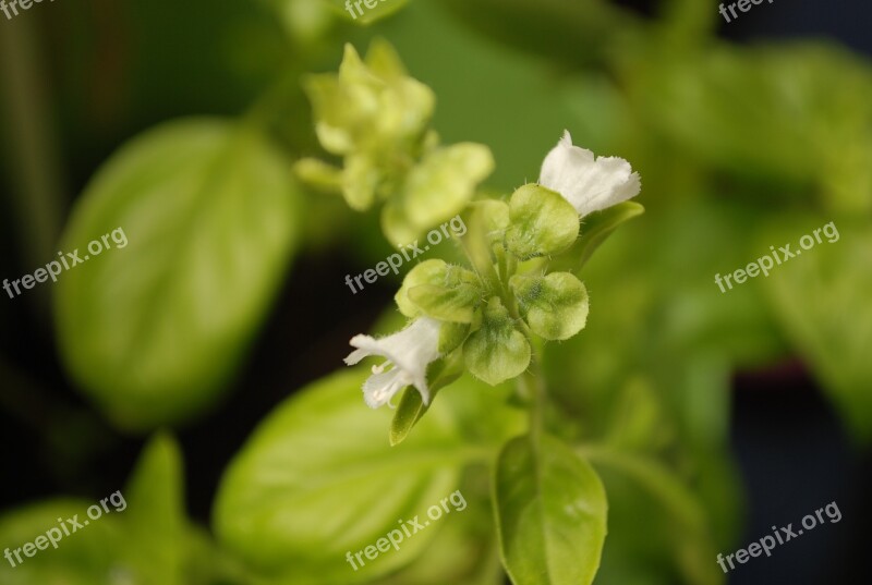 Basil Blossom Bloom Macro Eat