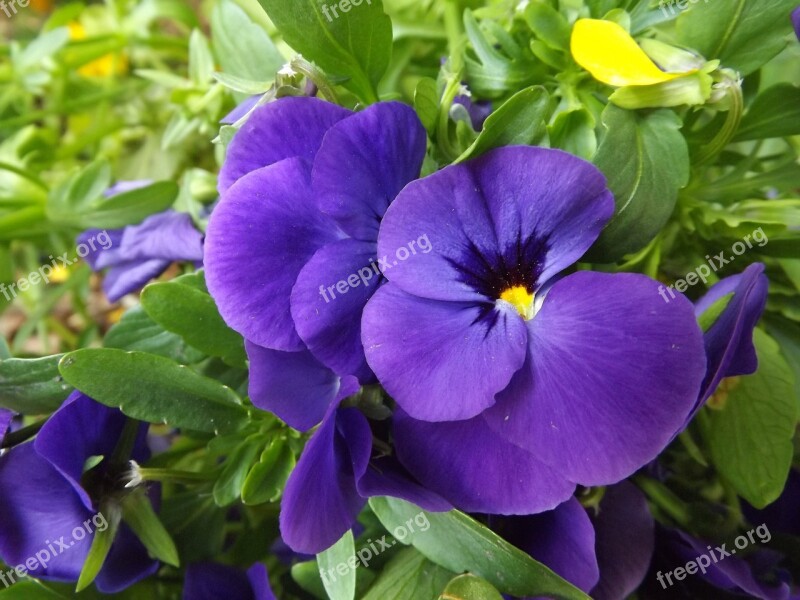 Purple Flower Purple Flower Debrecen Hungary Macro