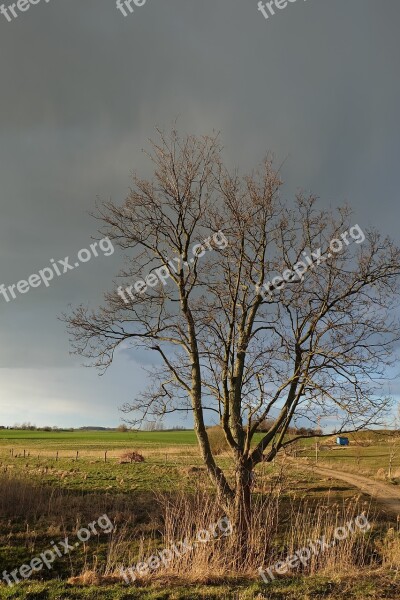 Tree Sunset Weather Mood Sky Evening Sky