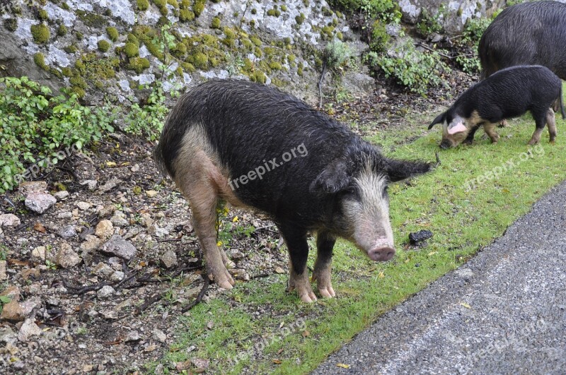 Corsican Pig Wild Nature France