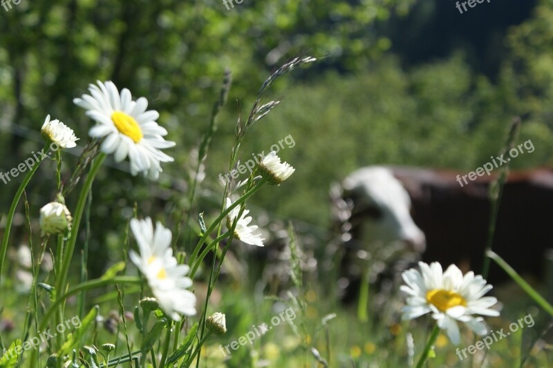 Cow Flower Pre Grass Nature