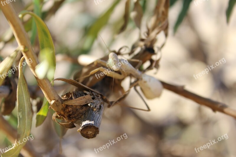 Mantis Insect Bug Wildlife Praying