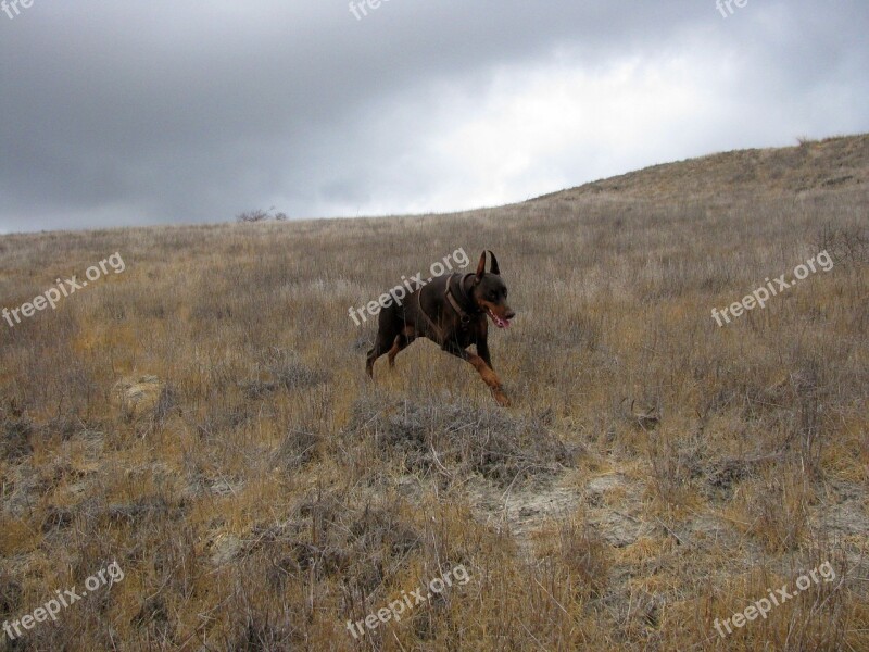 Doberman Dog Pet Animal Purebred