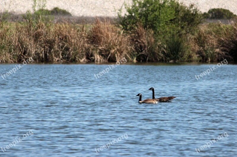 Geese Swim River Canada Water