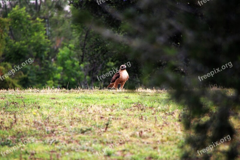 Hawk Nature Bird Wildlife Raptor