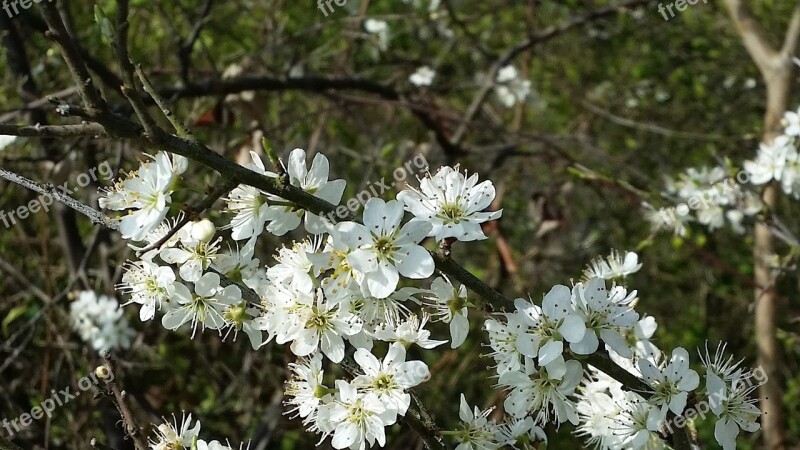 Spring May Nature Blossom Bloom