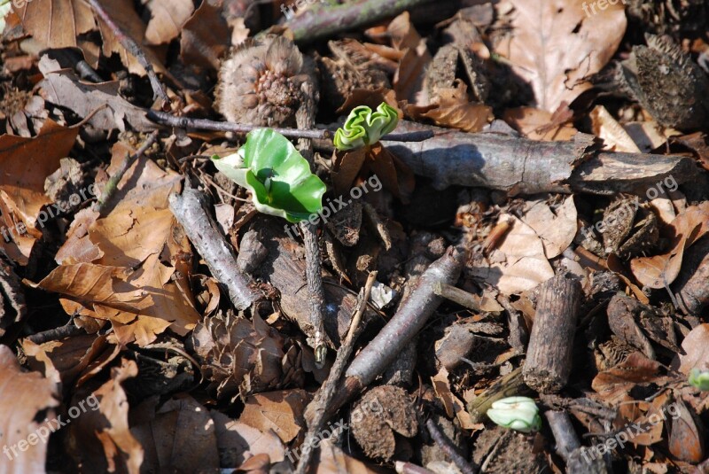 Nature Spring Bud Forest Flower