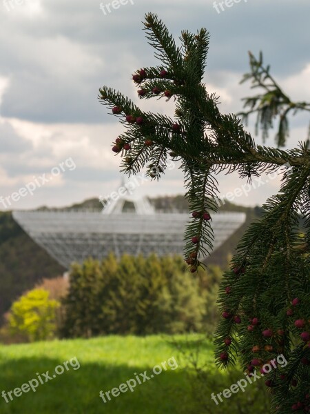 Spruce Radio Telescope Pine Cones Telescope Tap