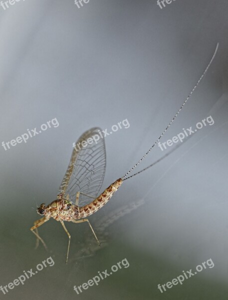 Ephemeral Manna Insect Wings Nature