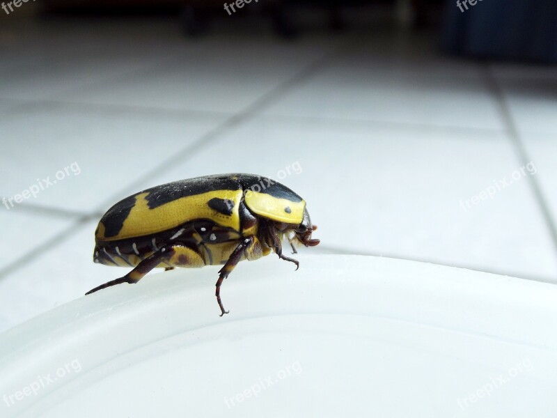 Fruit Bug Beetle Yellow Big Black