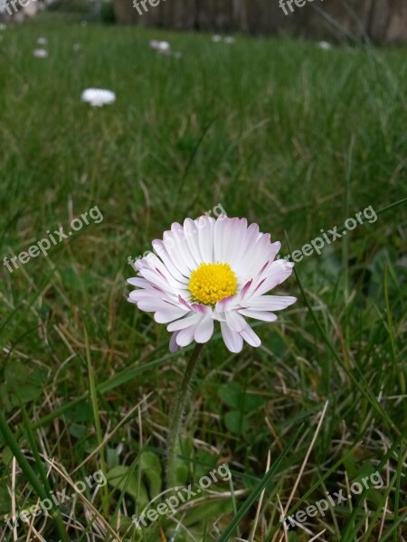 Plant Flower White Daisy Free Photos