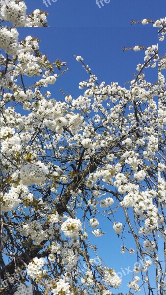 Flowers Spring Apple Blossom Nature Full Bloom