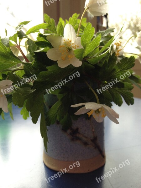 Anemones Bouquet White Green Spring