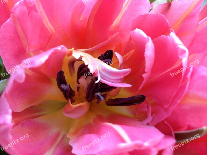 Tulip Cerise Flower Spring Free Photos