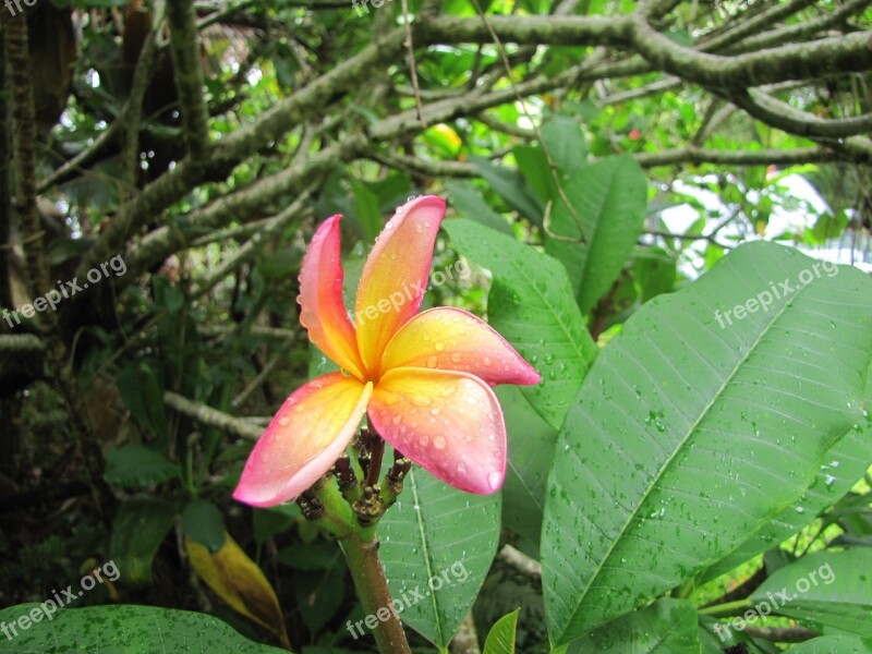 Plumeria Tropical Flower Nature Exotic