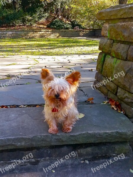 Dog Yorkshire Terrier Doggy Free Photos