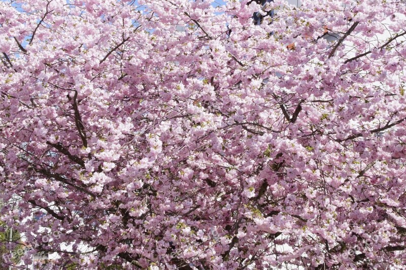 Tree Flower Tree Bloom Flowers Spring