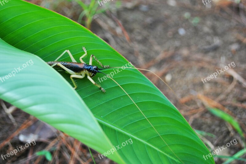 Insect Grasshopper Wild Wildlife Bug