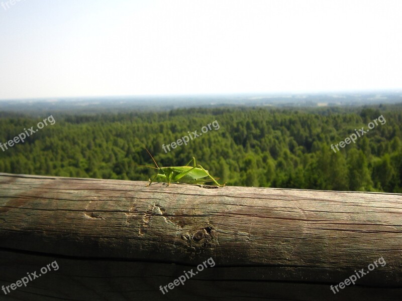 Nature Estonia Grasshopper Forest Skyline