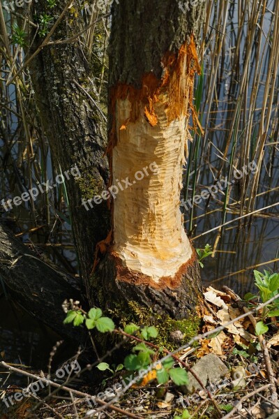 Nature Tree Bark Nagspuren Beaver Tracks