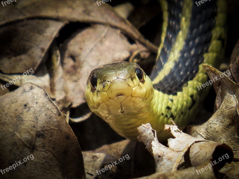 Common Garter Snake Snake Reptile Garter Animal