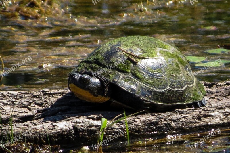 Reptiles Turtles Blanding's Turtle Free Photos