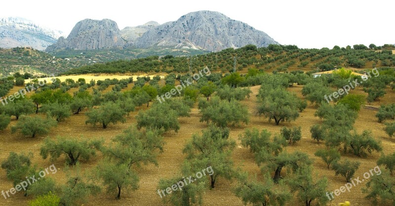 Spain Andalusia Olive Trees Olives Free Photos