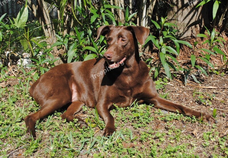 Dog Canine Brown Fur Pet Animal