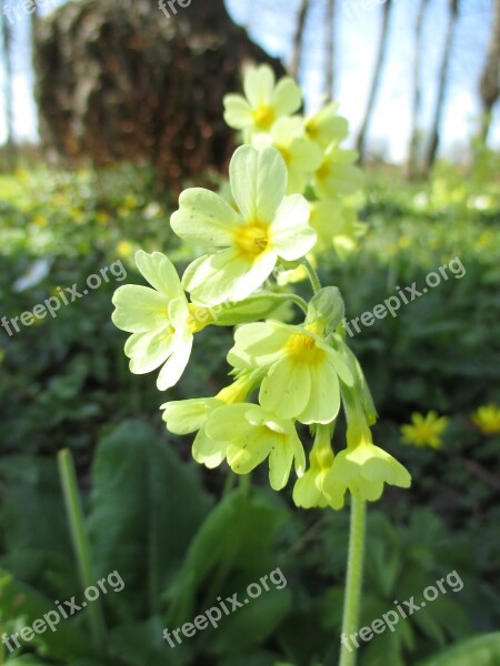 Cowslip Yellow Spring Primrose Park