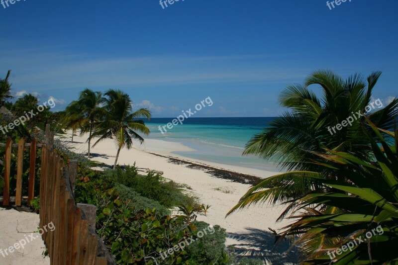 Yucatan Mexico Beach Sea Palm Trees