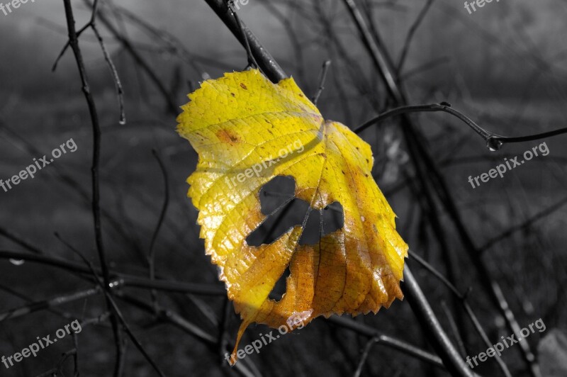 Autumn Leaf Yellow Nature Tree