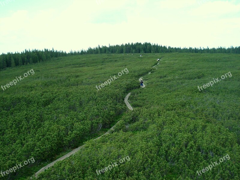 Conifers Small Path Between Nature