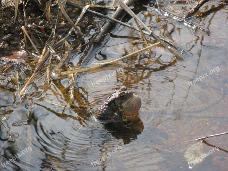 Frog Water Toad Lake Pond