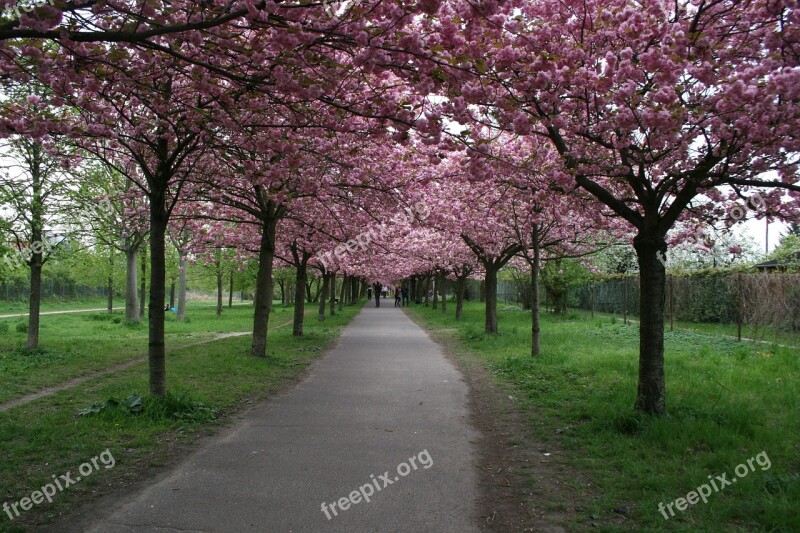 Cherry Ornamental Cherry Cherry Blossom Japanese Flowering Cherry Blossom