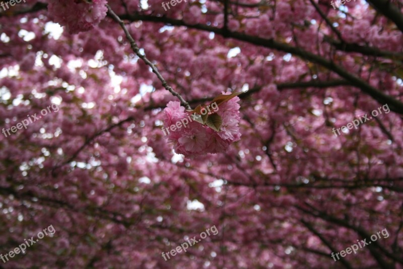 Cherry Ornamental Cherry Cherry Blossom Japanese Flowering Cherry Blossom