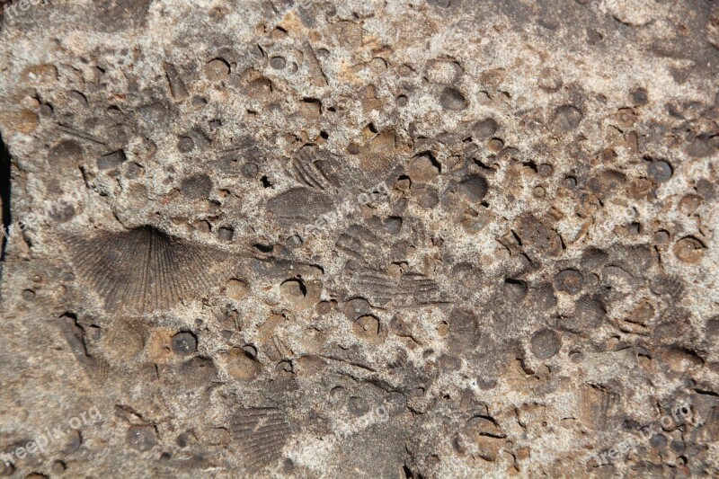 Fossil Stone Rock Texture Natural