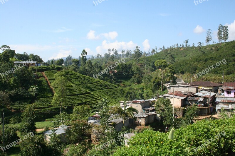 Tea Plantation Sri Lanka Nature Green