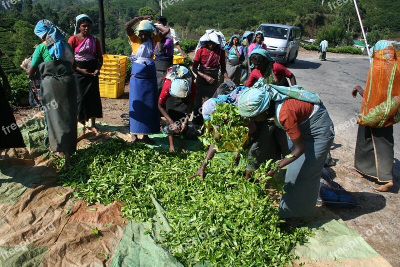 Tea Tea Pickers Sri Lanka Plantation Harvesting