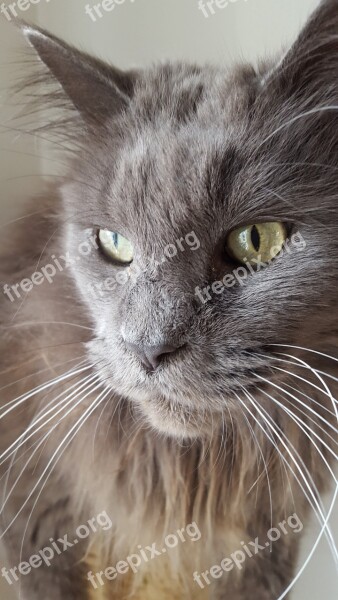 Cat Maine Coon Gray Animals Free Photos