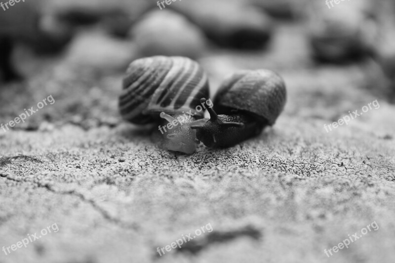 Snails Black White Black And White Nature