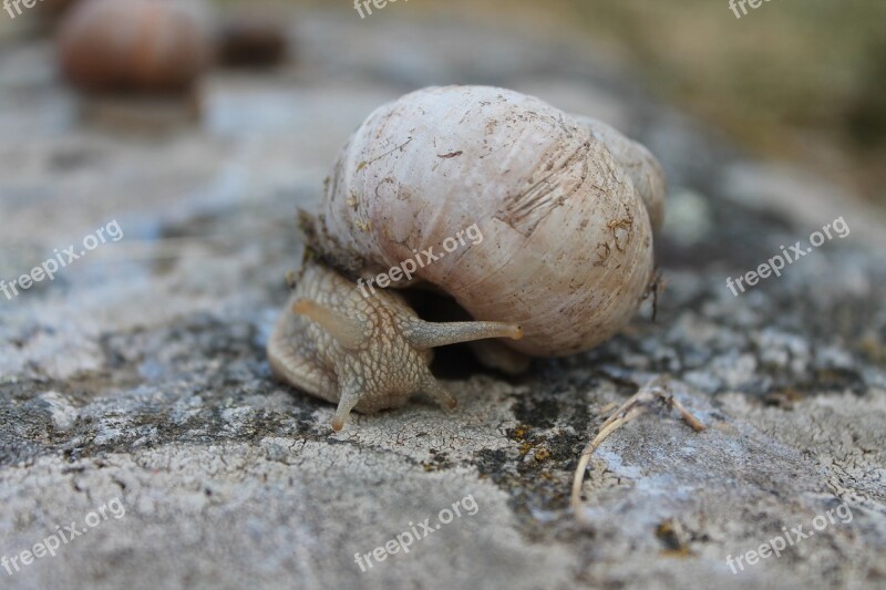 Snail Big Nature Shell Slimy