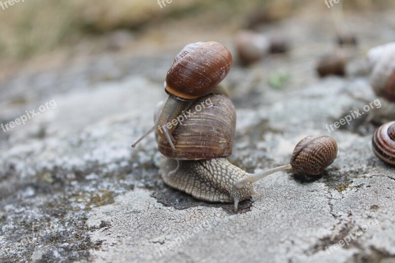 Slow Animal Snail Nature Wildlife